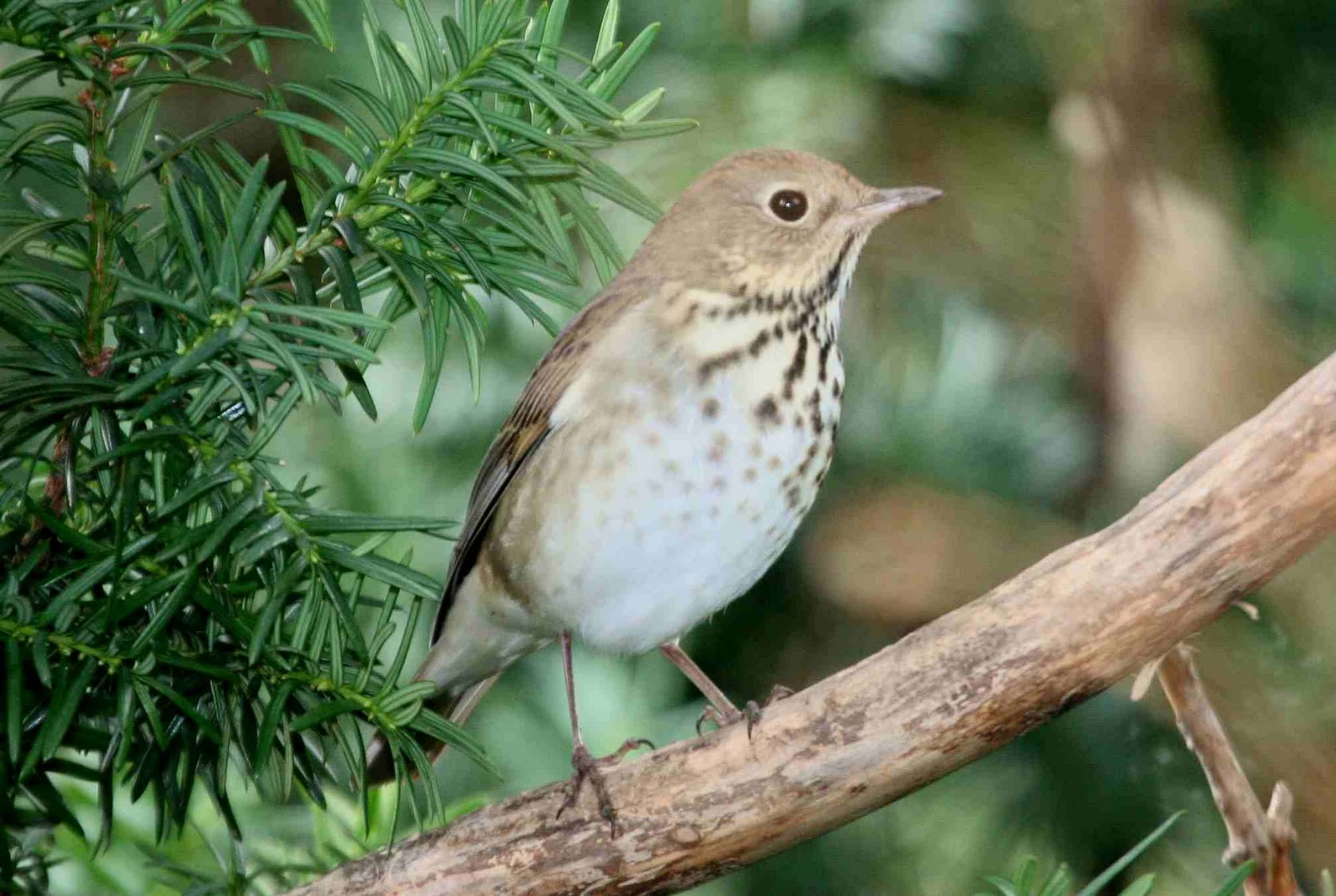 Birds: Swainson's Thrush