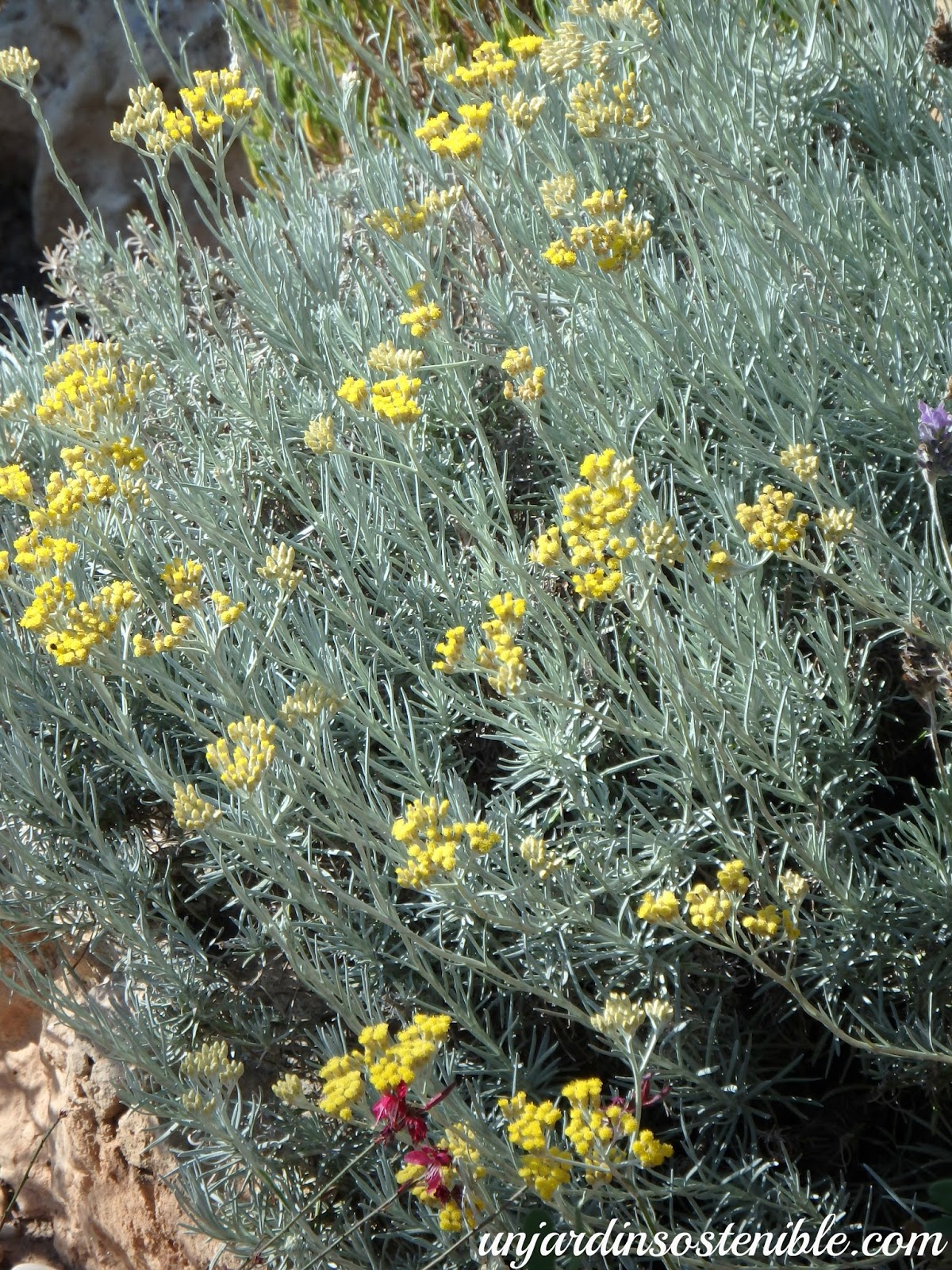 Helichrysum stoechas (Siempreviva del monte, Curry etc).