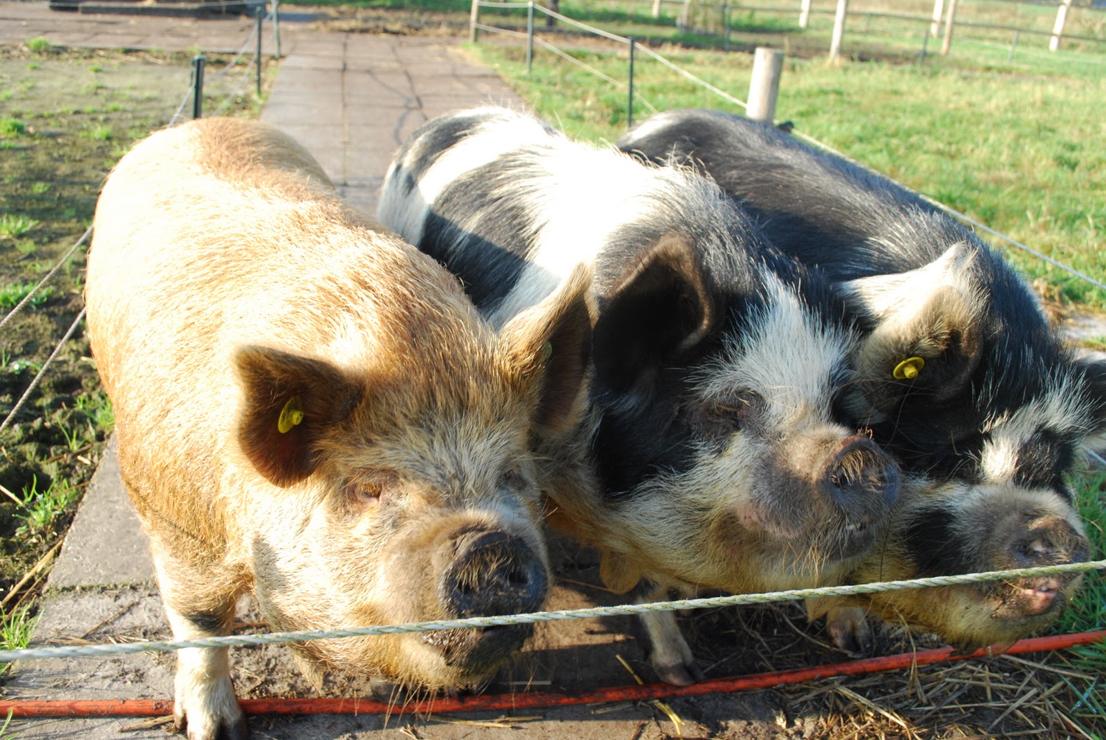 Augenblicke KuneKune.