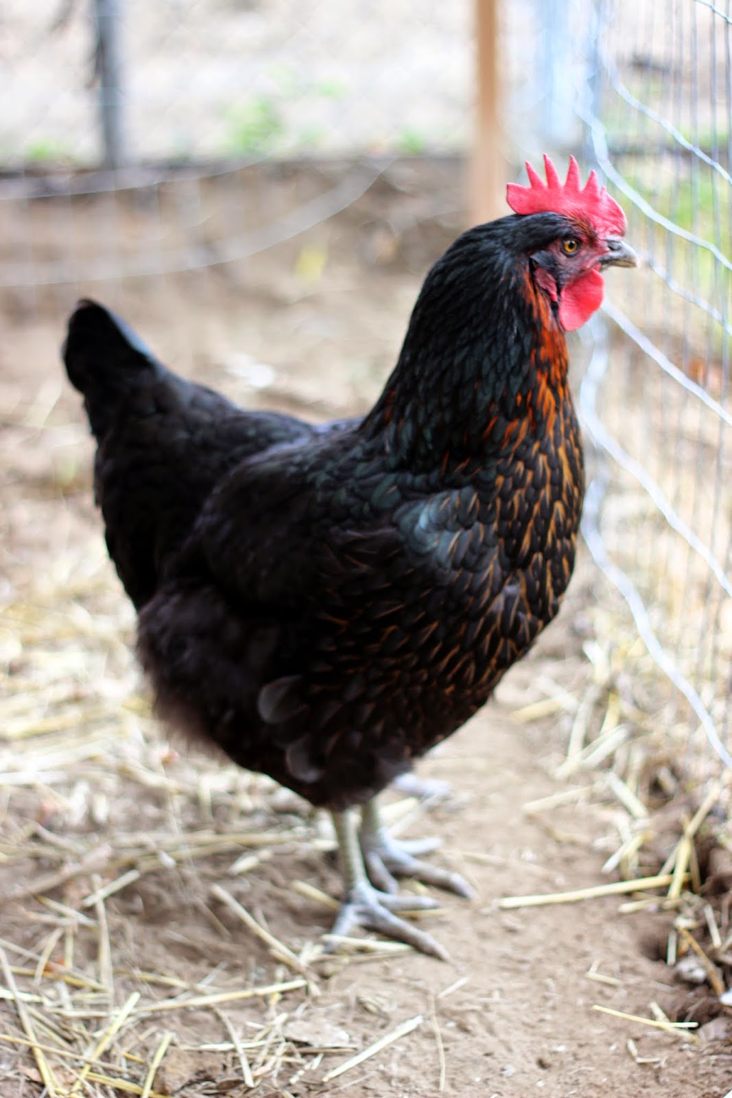 Rocky Top Ramblers Finishing Touchs on the Denver Chicken Coop