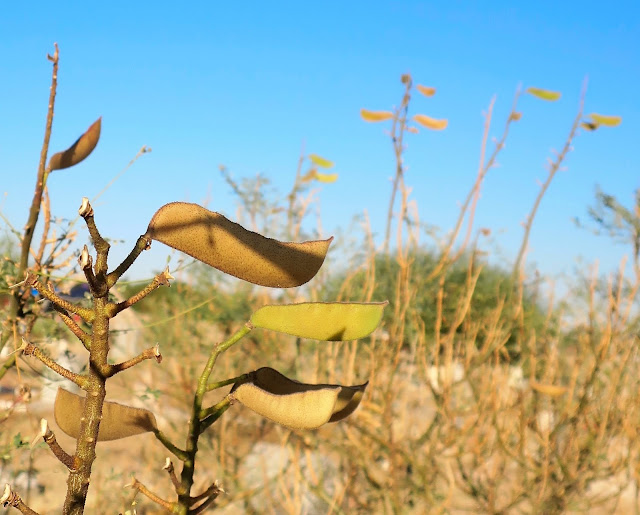 Living Rootless El Paso A Walk Among the Dead