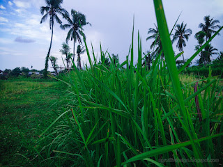 Fresh Green Grasslands In The Field In The Cloudy Sky At Banjar Kuwum, Ringdikit Village, North Bali, Indonesia