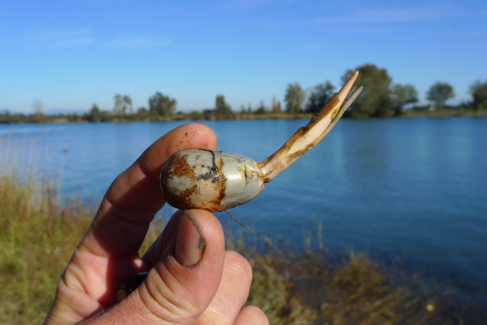Wild Harvests Wapato, cultivating native tubers