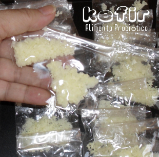 Kefir de leite pronto para doação Kefir pronto para doação