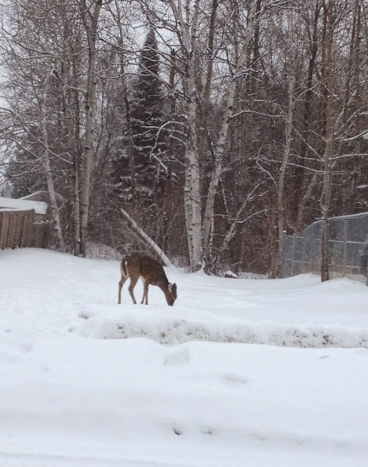 Tracys Treasures Come here Deer