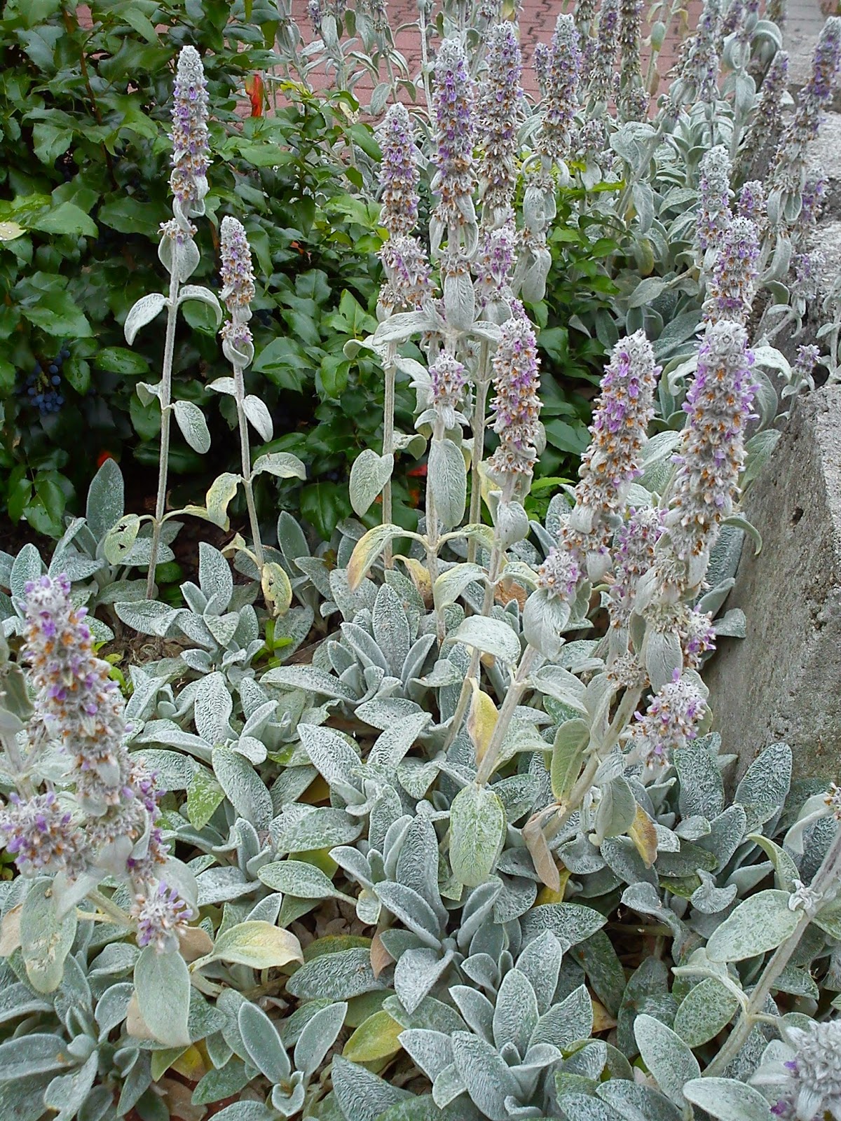 Herbs from Distant Lands: Stachys byzantina - Lamb's Ears