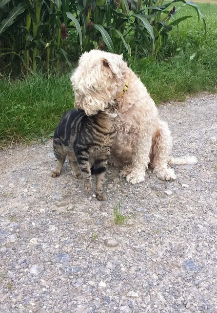 15 Pictures Of Dogs And Cats Being Best Friends That'll Make Your Eyes Leak