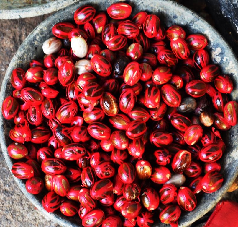 Serendipity Spice Garden Trails of Sri Lanka Nutmeg the unheralded