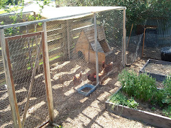 enclosure chicken designs creative zucchini island were
