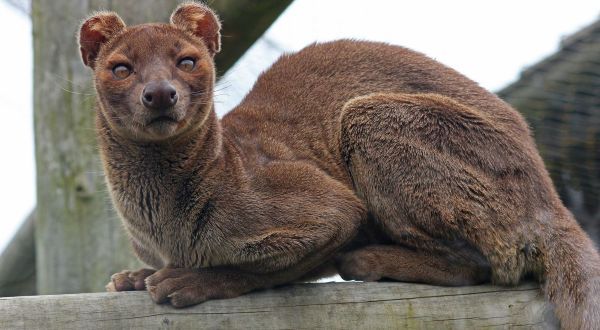 3. Fossa