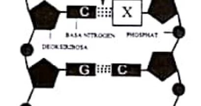 Perhatikan Gambar Dna Berikut Ini Pernyataan Yang Tepat Berkaitan Dengan Untai Dna Tersebut Adalah Blog Pak Pandani