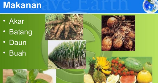 Tumbuhan yang Menyimpan Cadangan Makanan pada Batang adalah