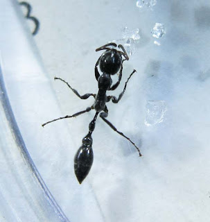 Worker of Tetraponera sp