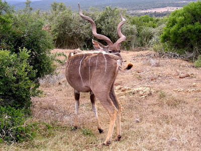 Kudu, male kudu, safari, wildlife, Kruger National Park, South Africa
