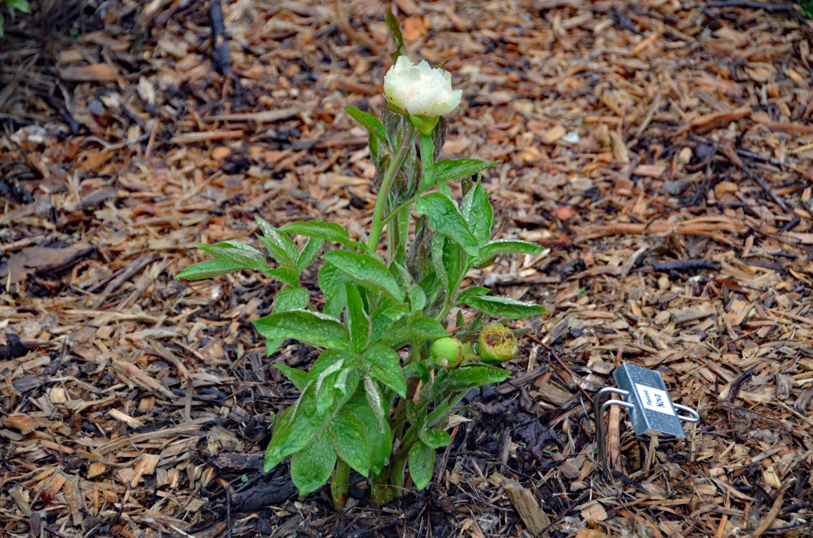 Southern Peony: 2016 First Bloom of the Year Peony 'Nova'
