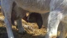 baby Boer goat, birth of baby goat, 