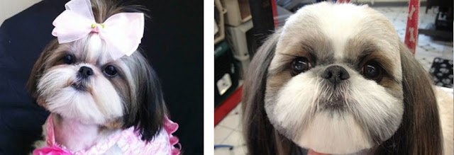 Posso tosar meu shih tzu em casa? Posso tosar meu shih tzu em casa?