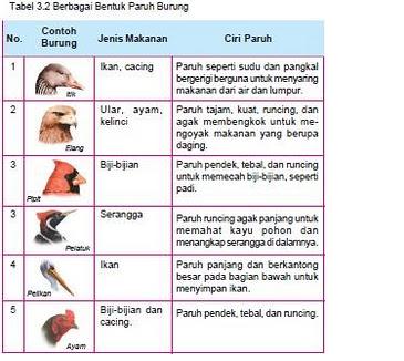 MEDIA PEMBELAJARAN PGSD/A 2010: Mendeskripsikan Ciri-ciri Paruh Burung
