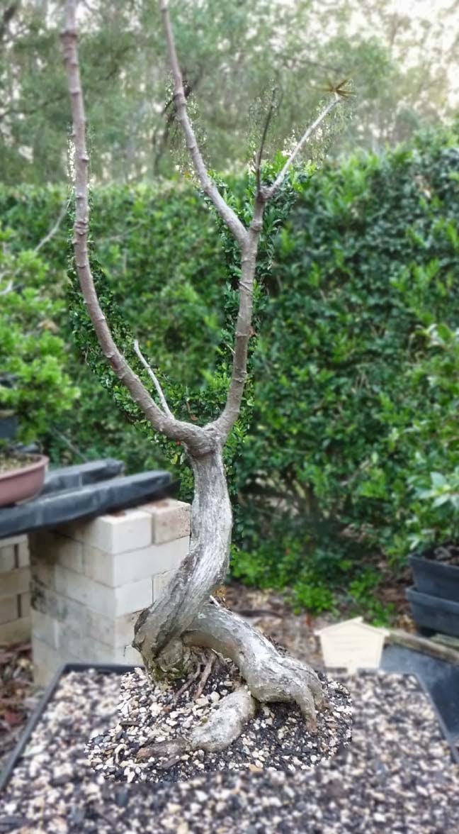 Stephen Cullum's Bonsai & Pottery Post 125 Bottle trees