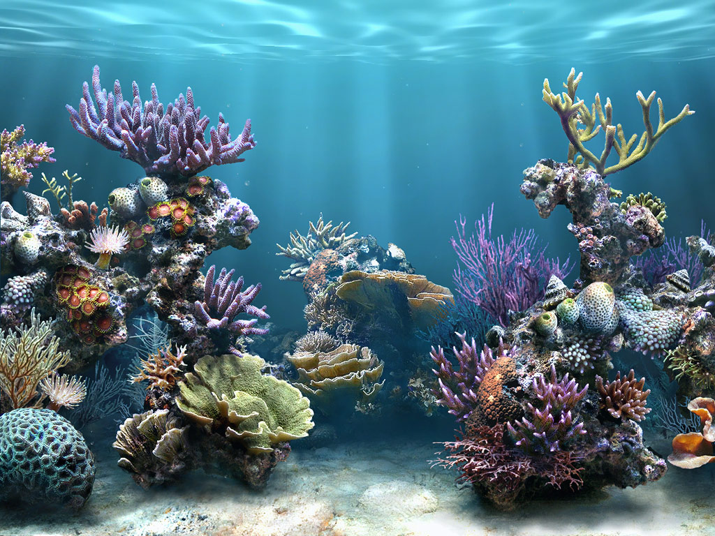 Maritza Craig: coral reef hd