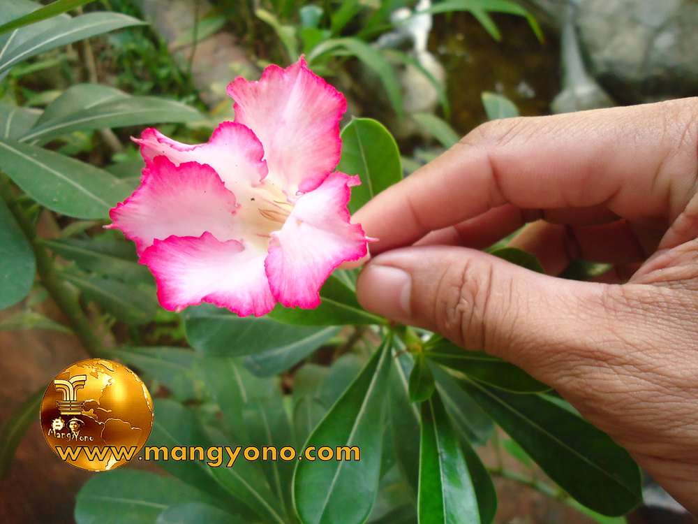  Cara  Tips Merawat  Bunga  Kamboja  Jepang Adenium 