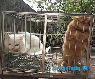 Jasa Kandang Kucing Stainless Jakarta dan sekitarnya Harga Murah