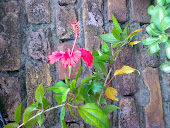 گل خطمی  Hibiscusملائیشیا کا قومی پھول