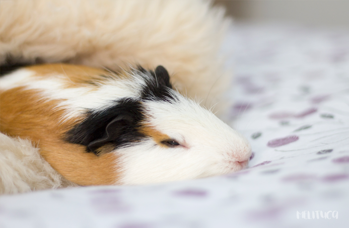 hora siesta kevin cobaya fotografía