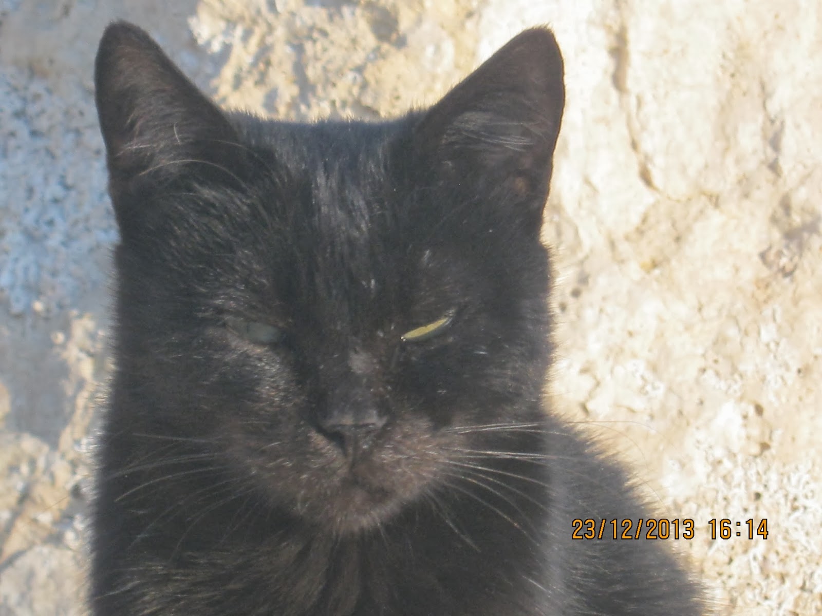 Hayvanlar Alemi Doğal Manzaralar