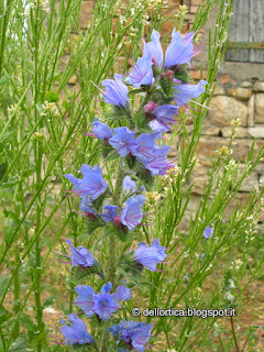 escursioni flora spontanea e fauna selvatica birdwatching e merende confetture di rose, di lamponi di piccoli frutti di ribes fragoline prugne amarene melone sali aromatizzati al timo issopo maggiorana alloro oleoliti alla lavanda cipresso rosmarino salvia gelatina di tarassaco ortica alimentare