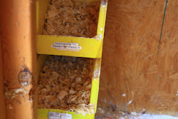 shavings nesting pine boxes fresh added