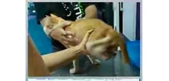 Sungguh Malang Nasib Kucing Ini, Hanya Gara-gara Makan Burung Kaki Belakang Dipotong