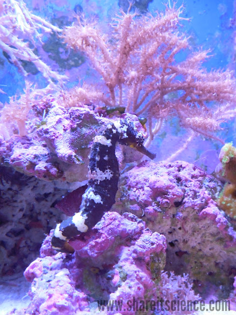 Learn at the Shedd Aquarium, in person or online