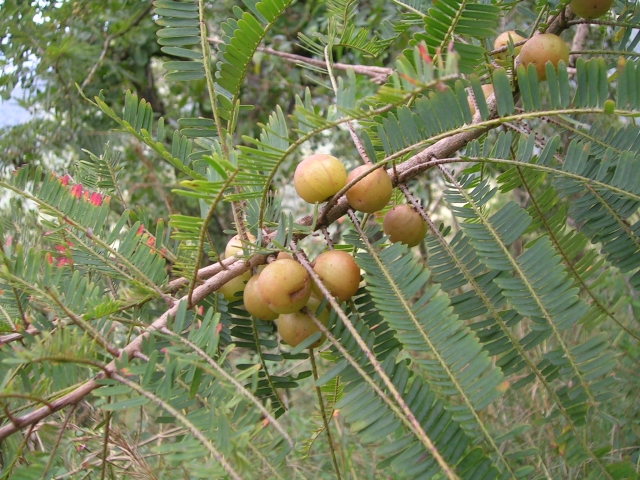 KAJIAN TEMPATAN: Tahun 5 : Pokok Melaka