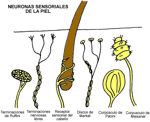 NEURONAS SENSORIALES EPUB NEURONAS SENSORIALES EPUB