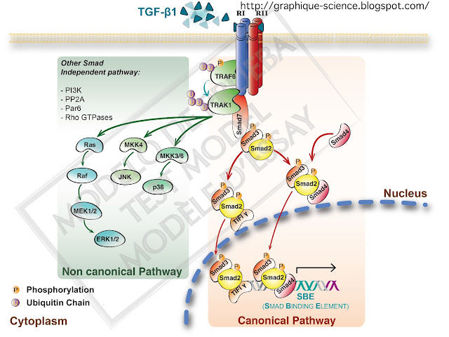Graphique Science (Chile): TGF-β Signaling