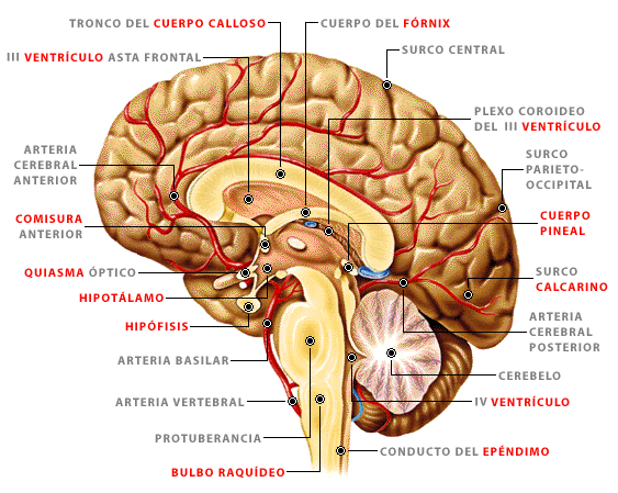 como es el cerebro humano como es el cerebro humano