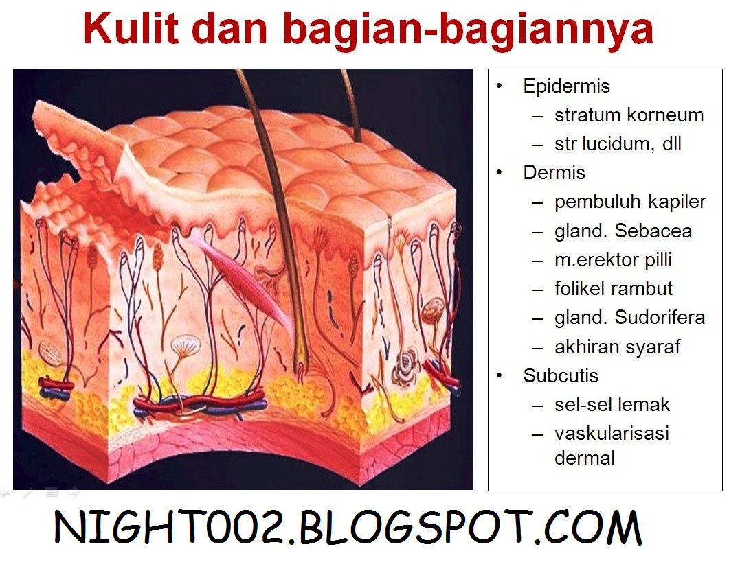  Penjelasan  Lengkap Gambar Anatomi Struktur Tubuh  