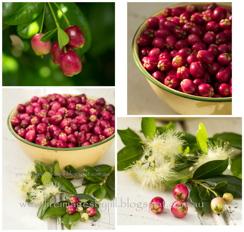Life Images by Jill How to make Lilly Pilly Jam a delicious