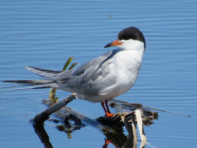 Forster's Tern