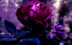 purple flowers rose flower desktop background wallpapers mounds visiting updates thanks again come please