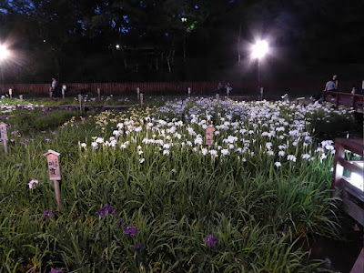 山田池公園・花しょうぶ園のライトアップ