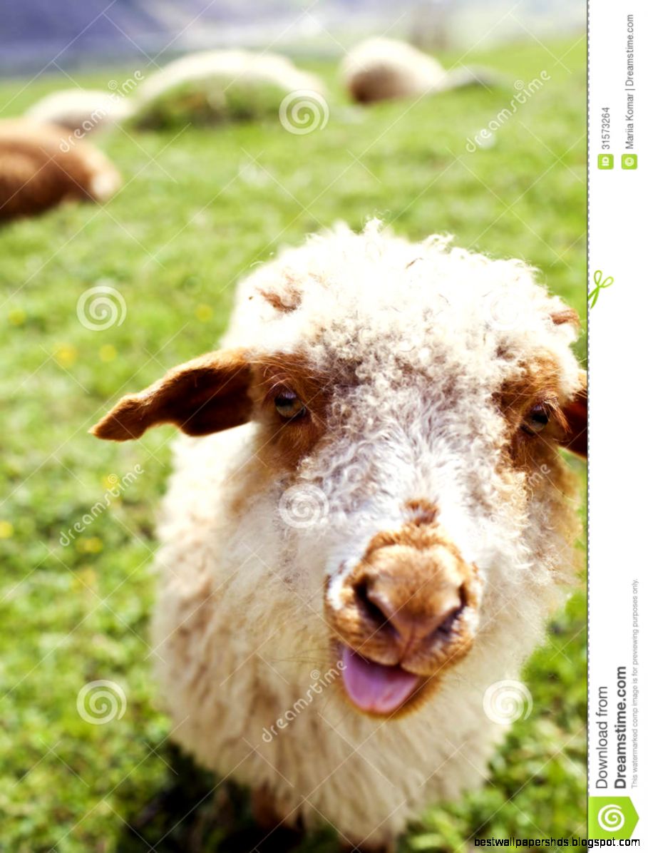 Funny Sheep Sticking Out Tongue Stock Images   Image 31573264