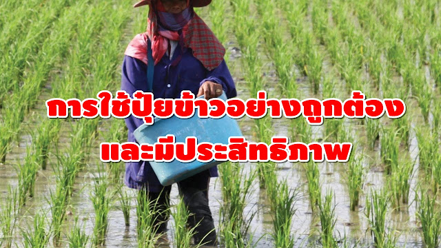 การใช้ปุ๋ยอย่างถูกต้องและมีประสิทธิภาพ