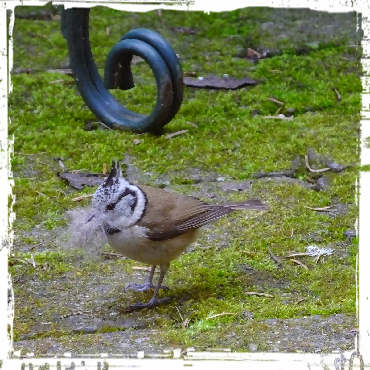 nestbouwende kuifmees © ludo rutten