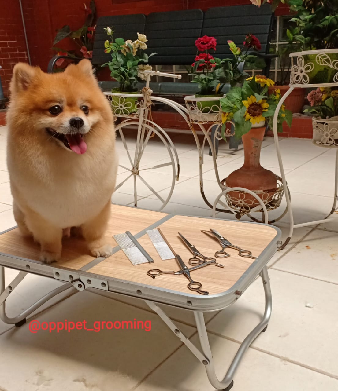 OPPI PET SALON & GROOMING JAKARTA-BEKASI