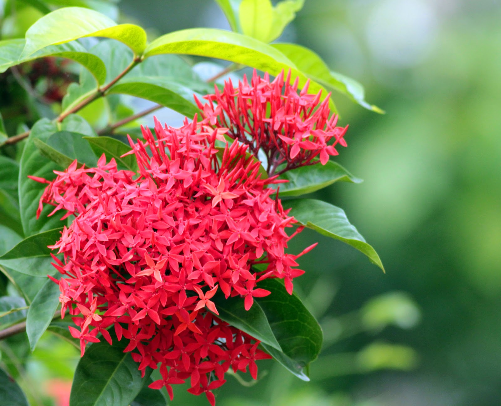 TimboBaggins Abroad Sri Lankan odds and ends (plants and trees)