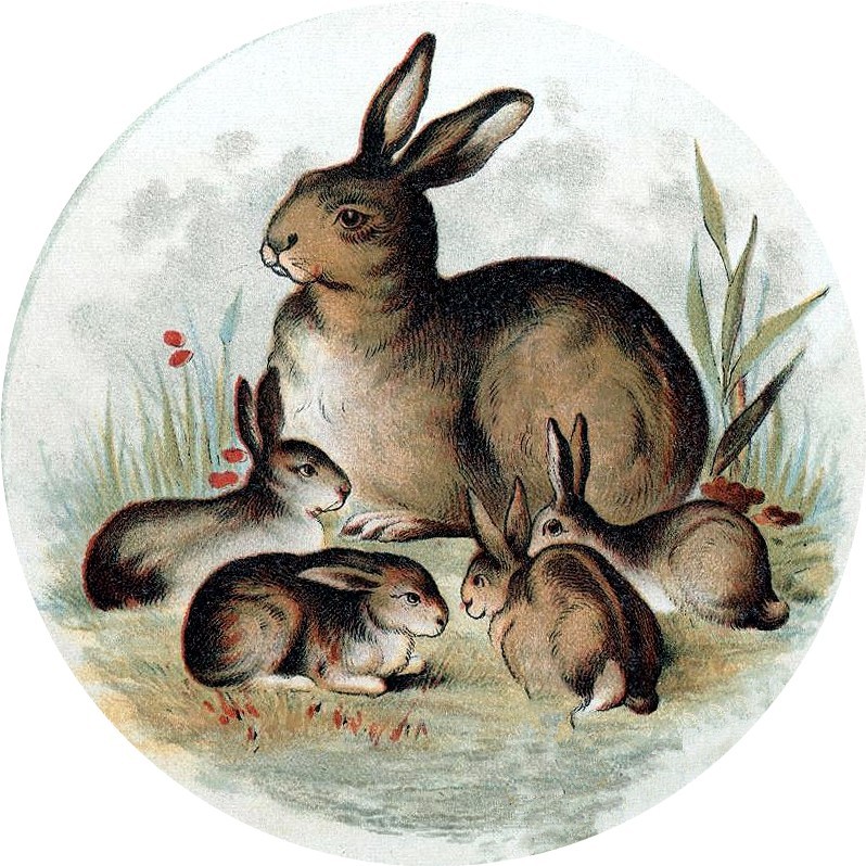Emily's Image Garden Mother Rabbit and Little Rabbits (Hares, Actually