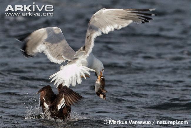 herring gull steals a duck fledgling