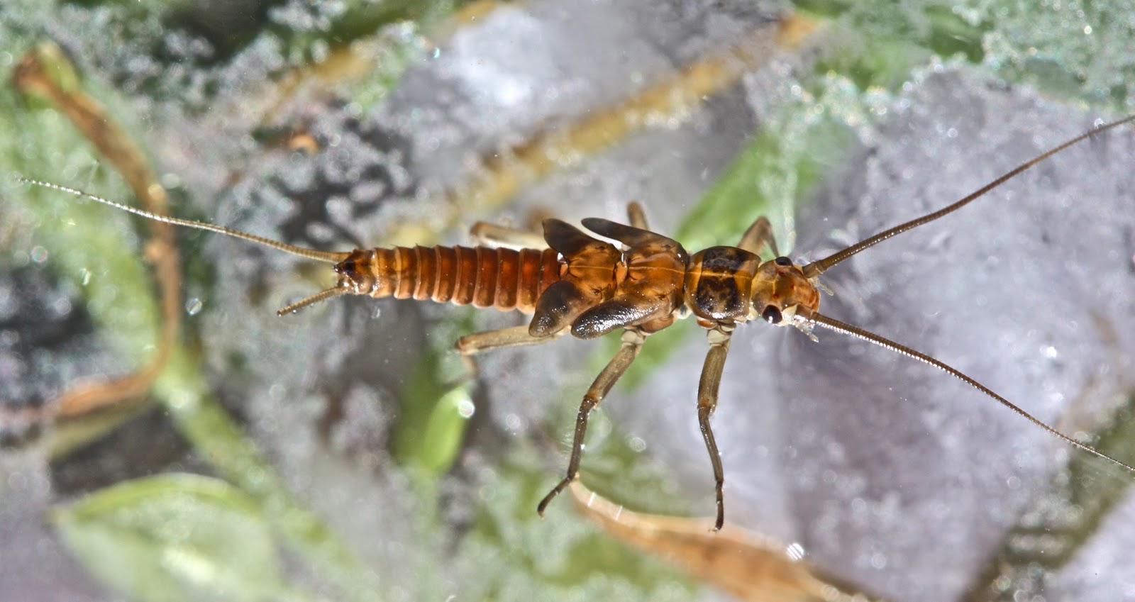 Va Stream Insects Aquatic Insects of Central Virginia: Sifting Away Again in Chloroperlid ...